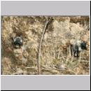 Andrena vaga - Weiden-Sandbiene -02- w10 13mm.jpg